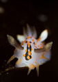   polycera quatrilineata lovely small animals  